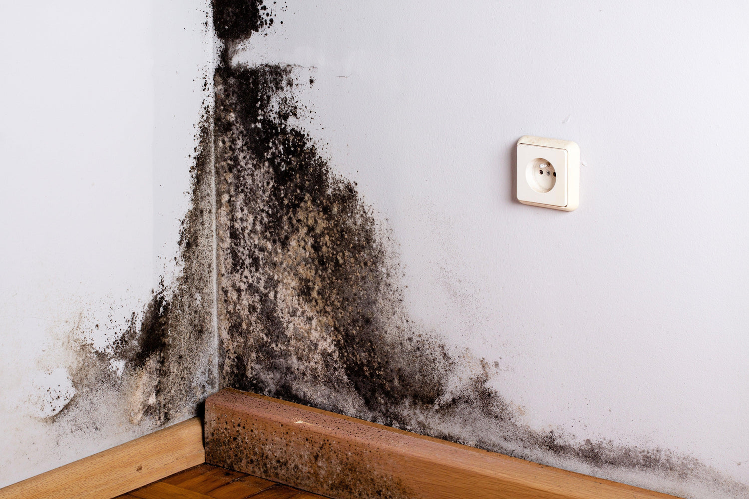 Banishing Mould with Senelux Dehumidifiers - Senelux